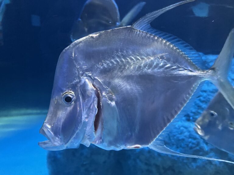 Lookdown silver fish