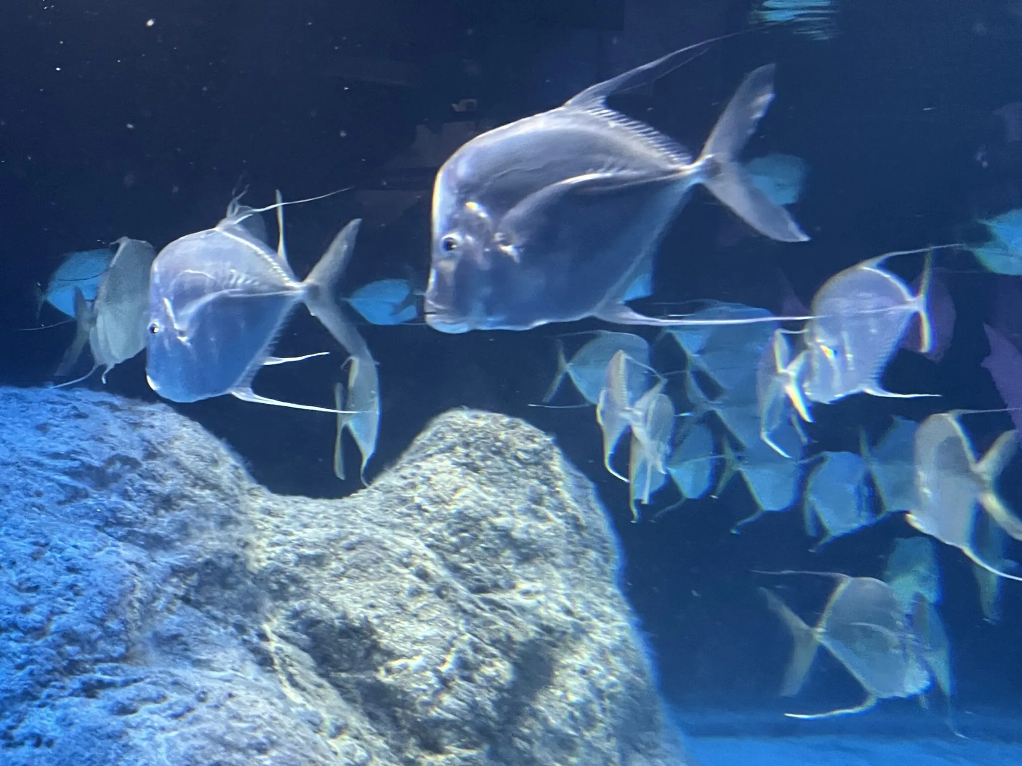 School of lookdown fish
