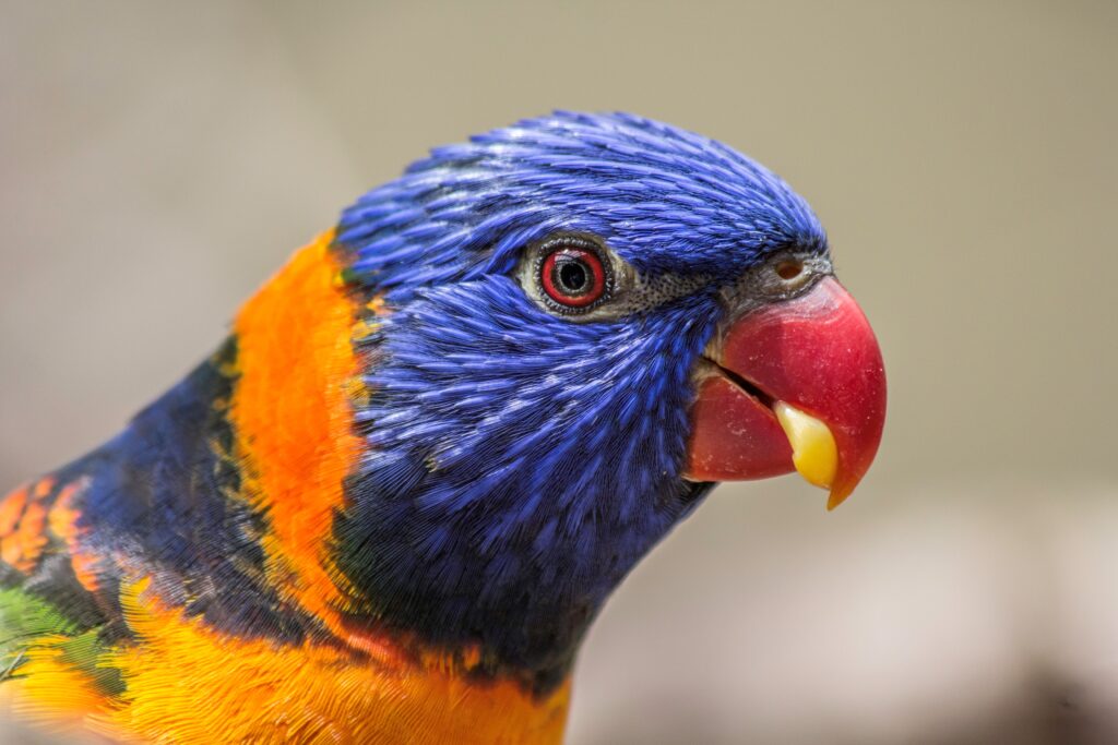 Lorikeet face