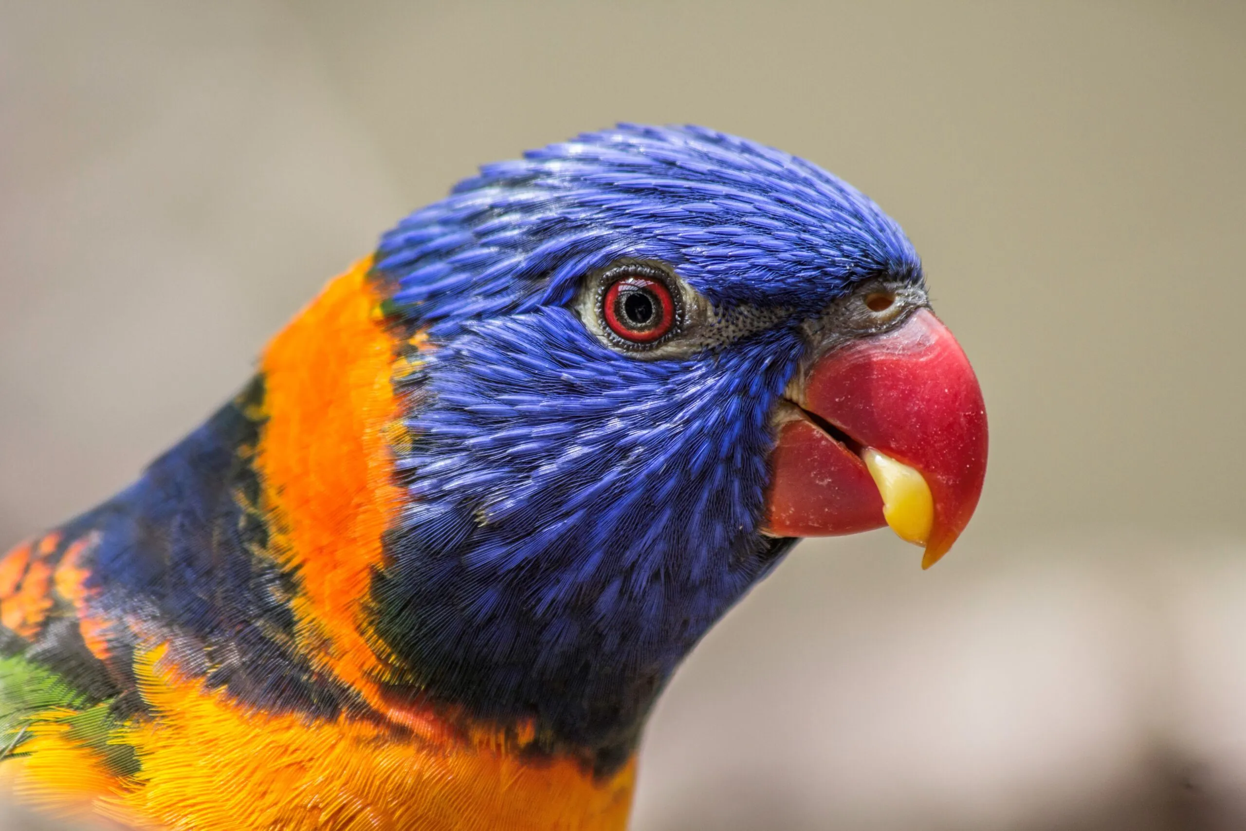 Lorikeet face
