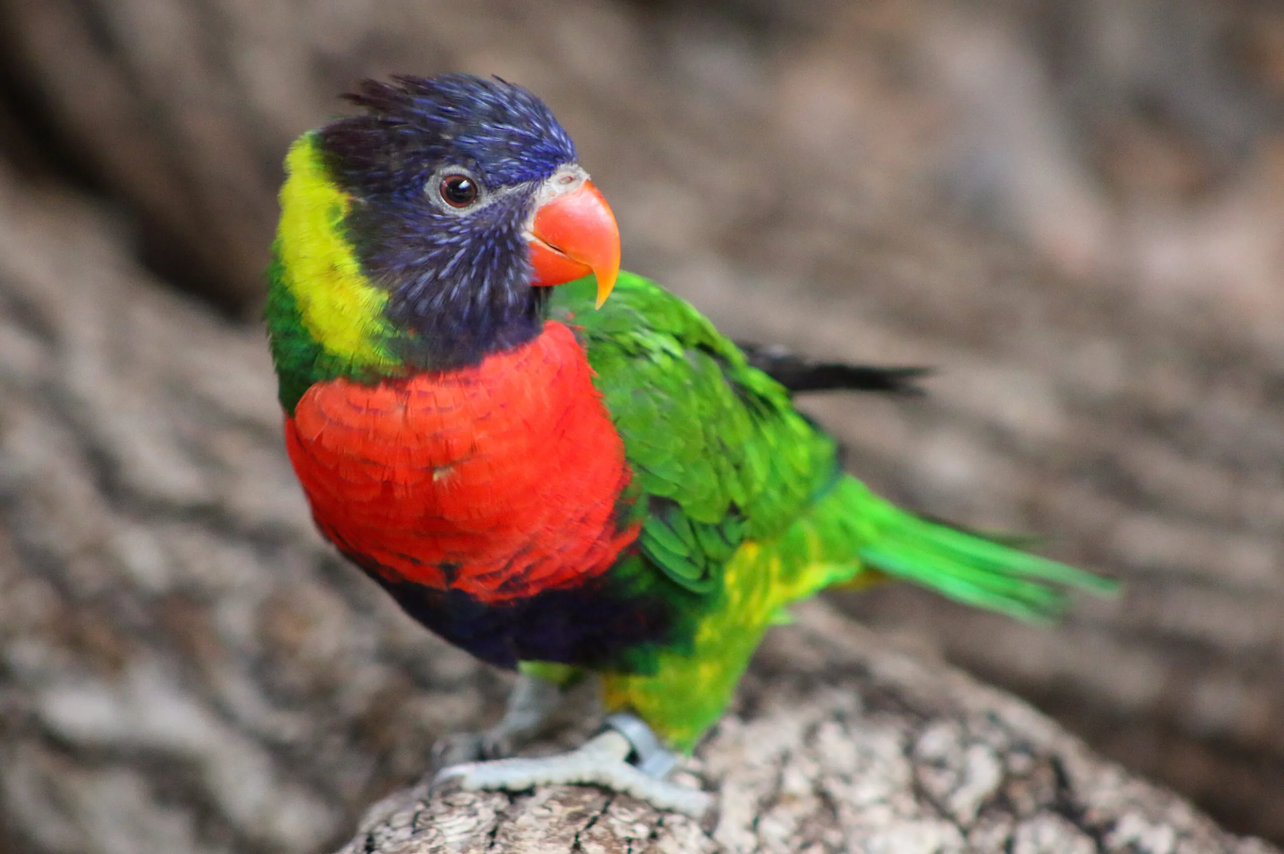 Forsten's lorikeet