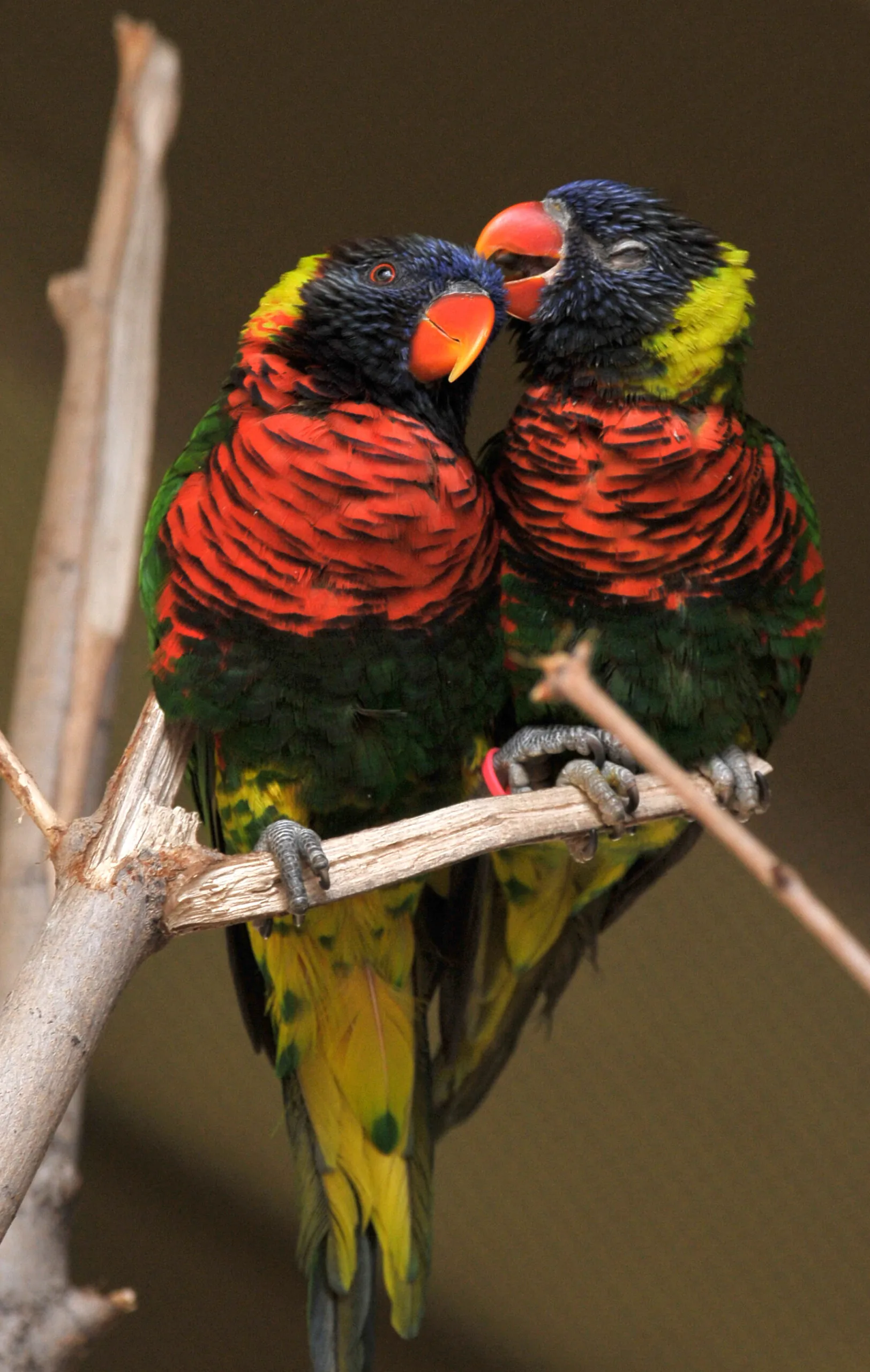 Pair of coconut lorikeets on a branch