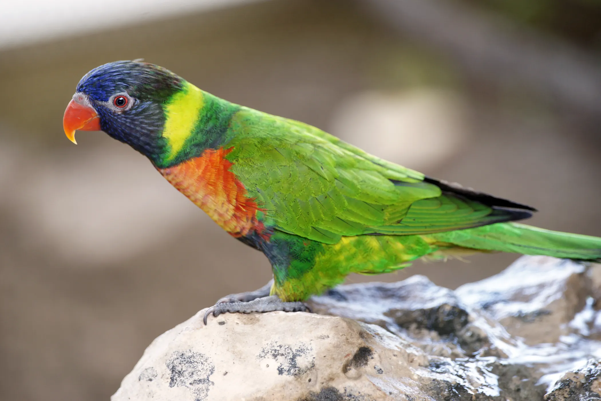 Rainbow lorikeet