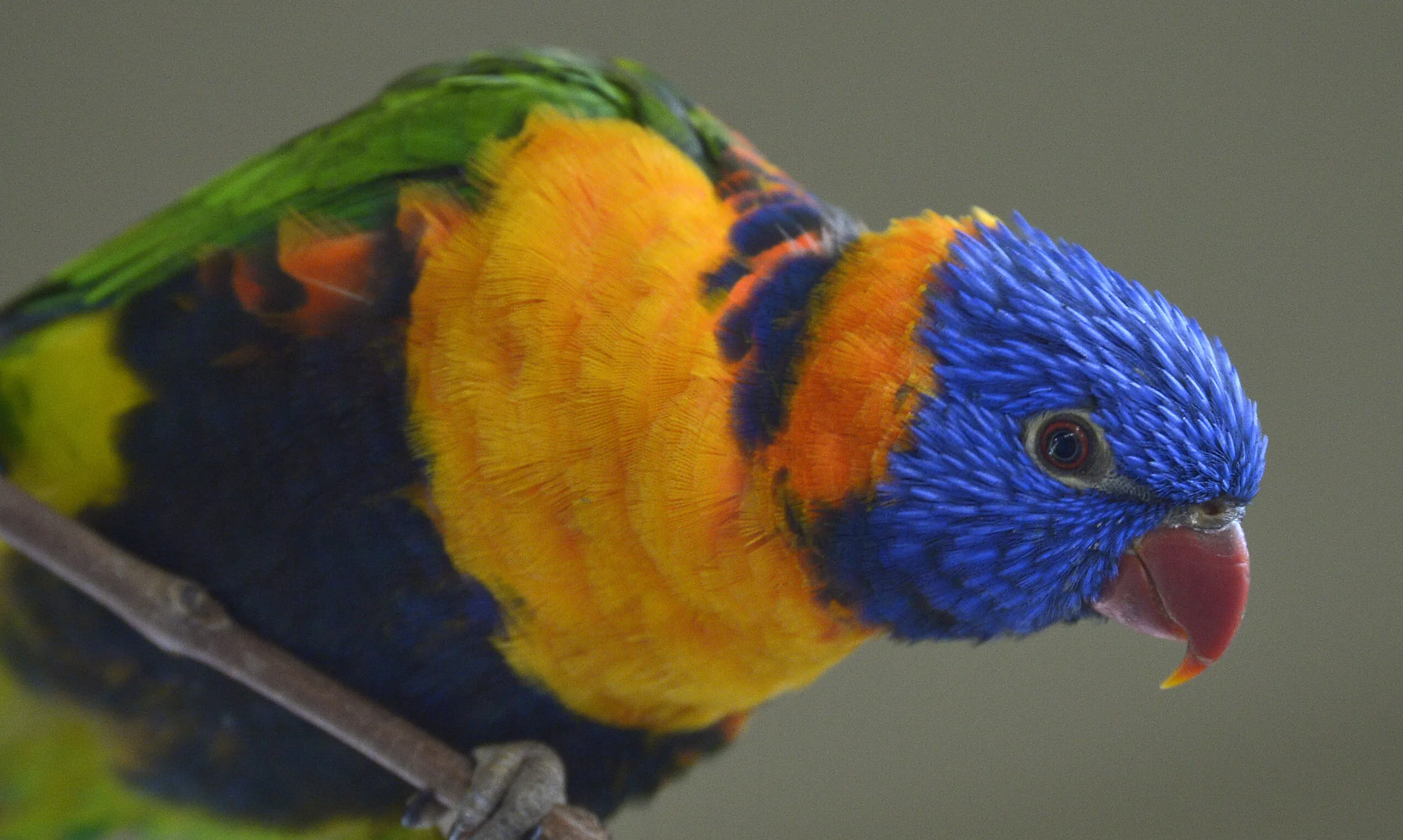 Red-collared lorikeet