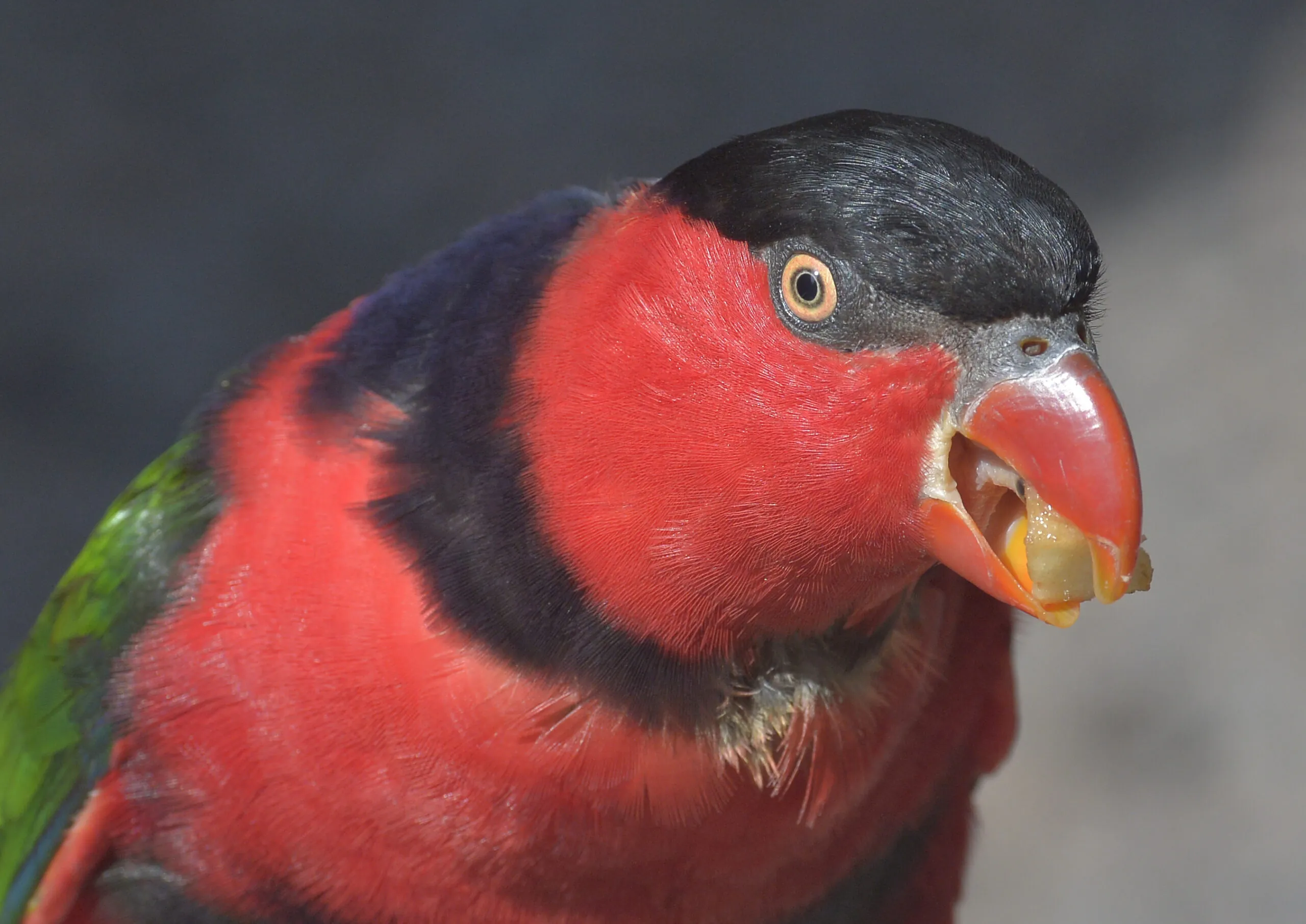 Black-capped lory eating
