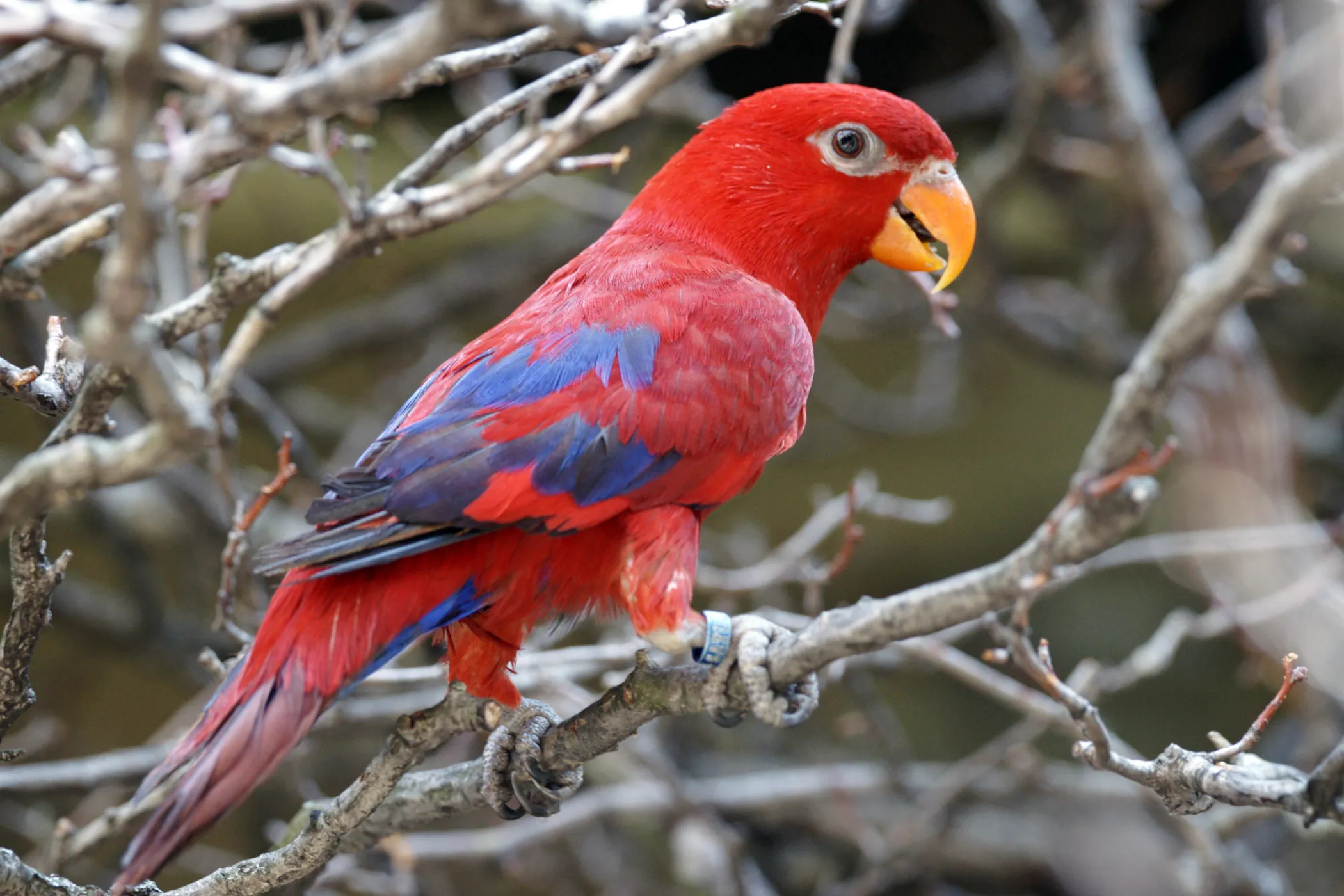 Red lory bird