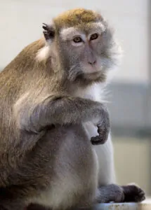 Macaque sitting