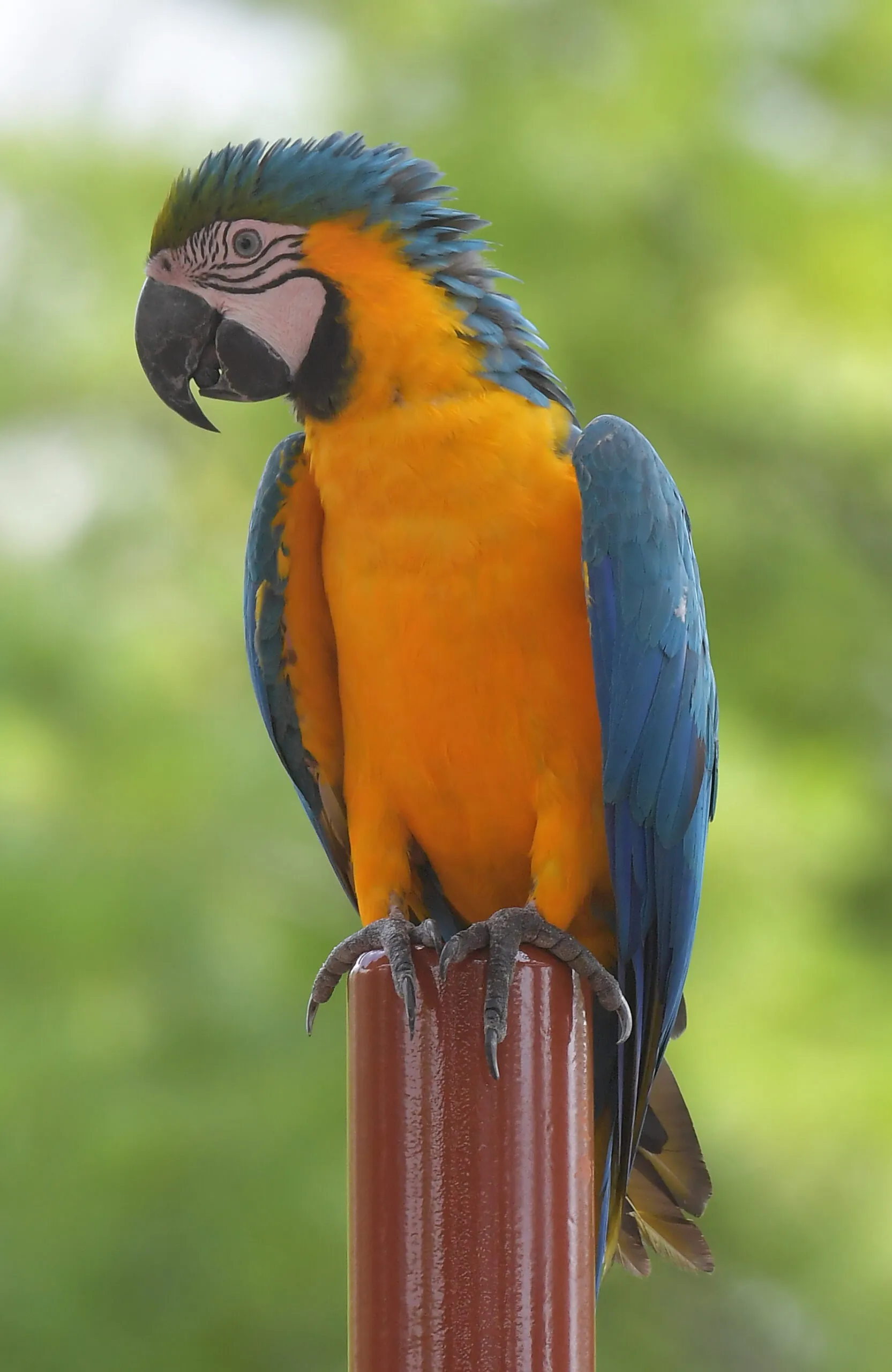 Blue-and-gold macaw