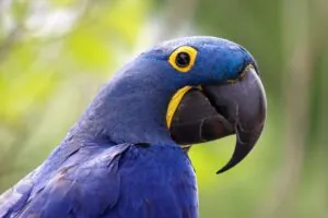 hyacinth macaw