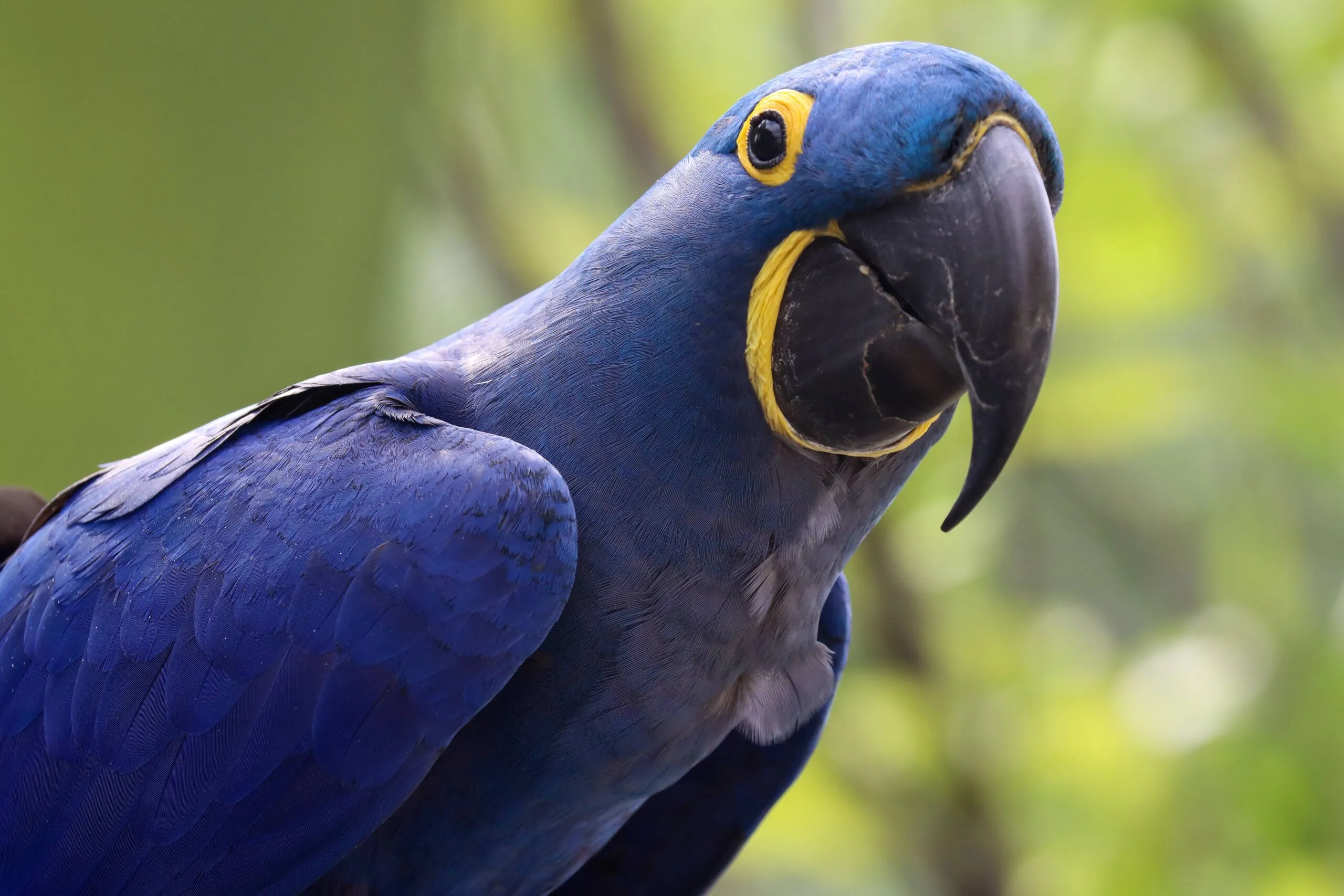 Hyacinth macaw shown in profile. His feathers are royal blue and there are bright yellow accents around his eyes and beak. zoo faq hero image