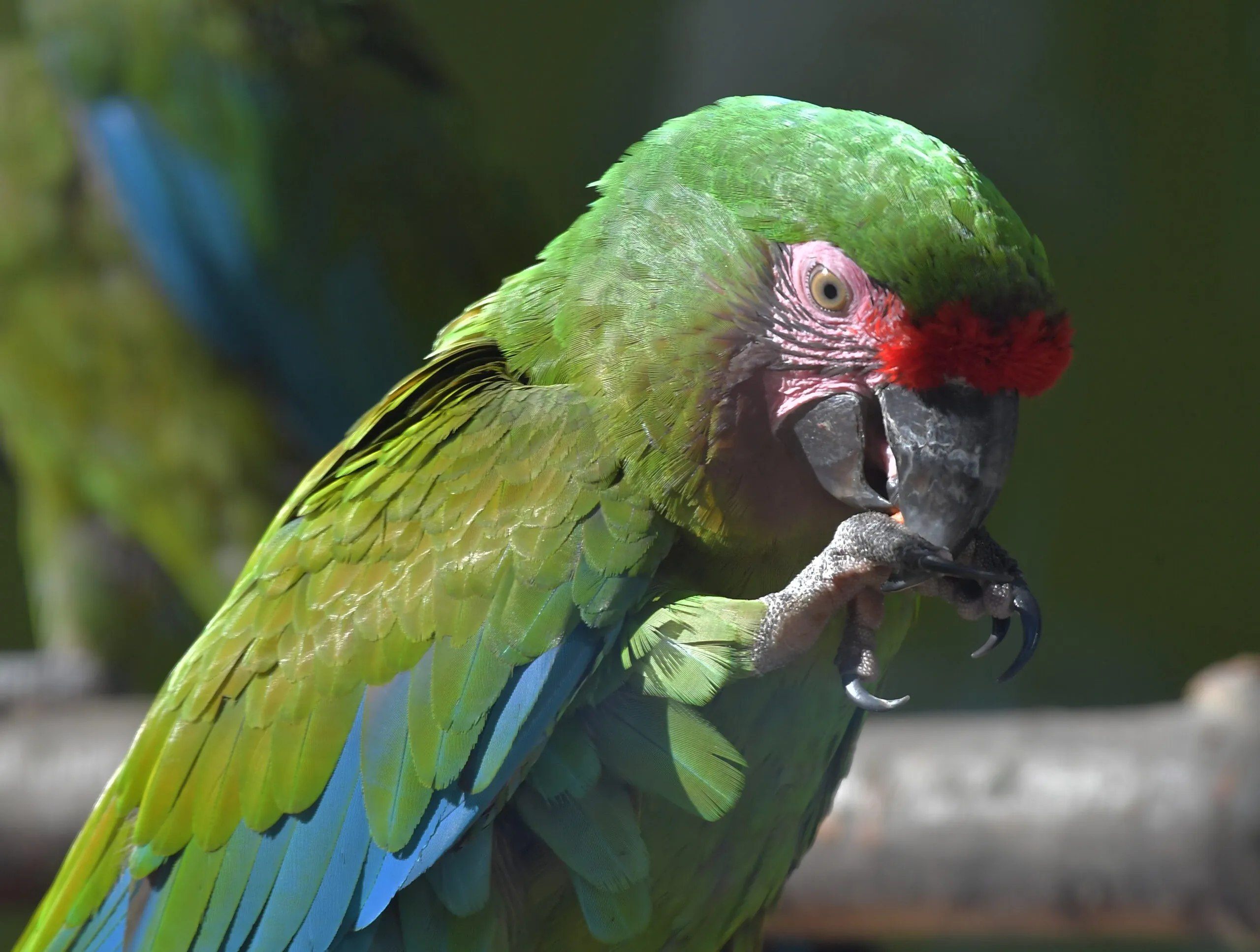 Great green macaw