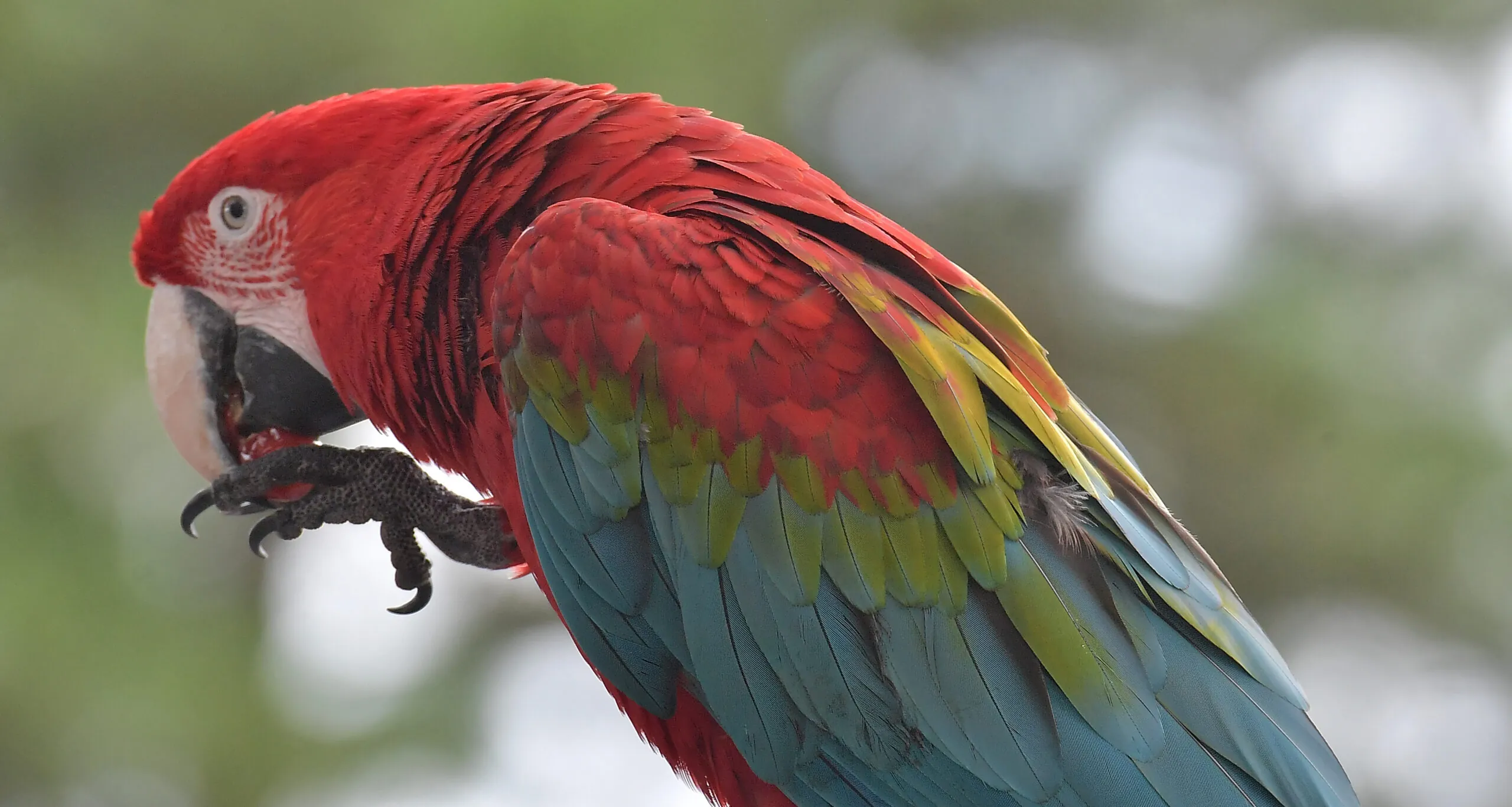 Green-winged macaw