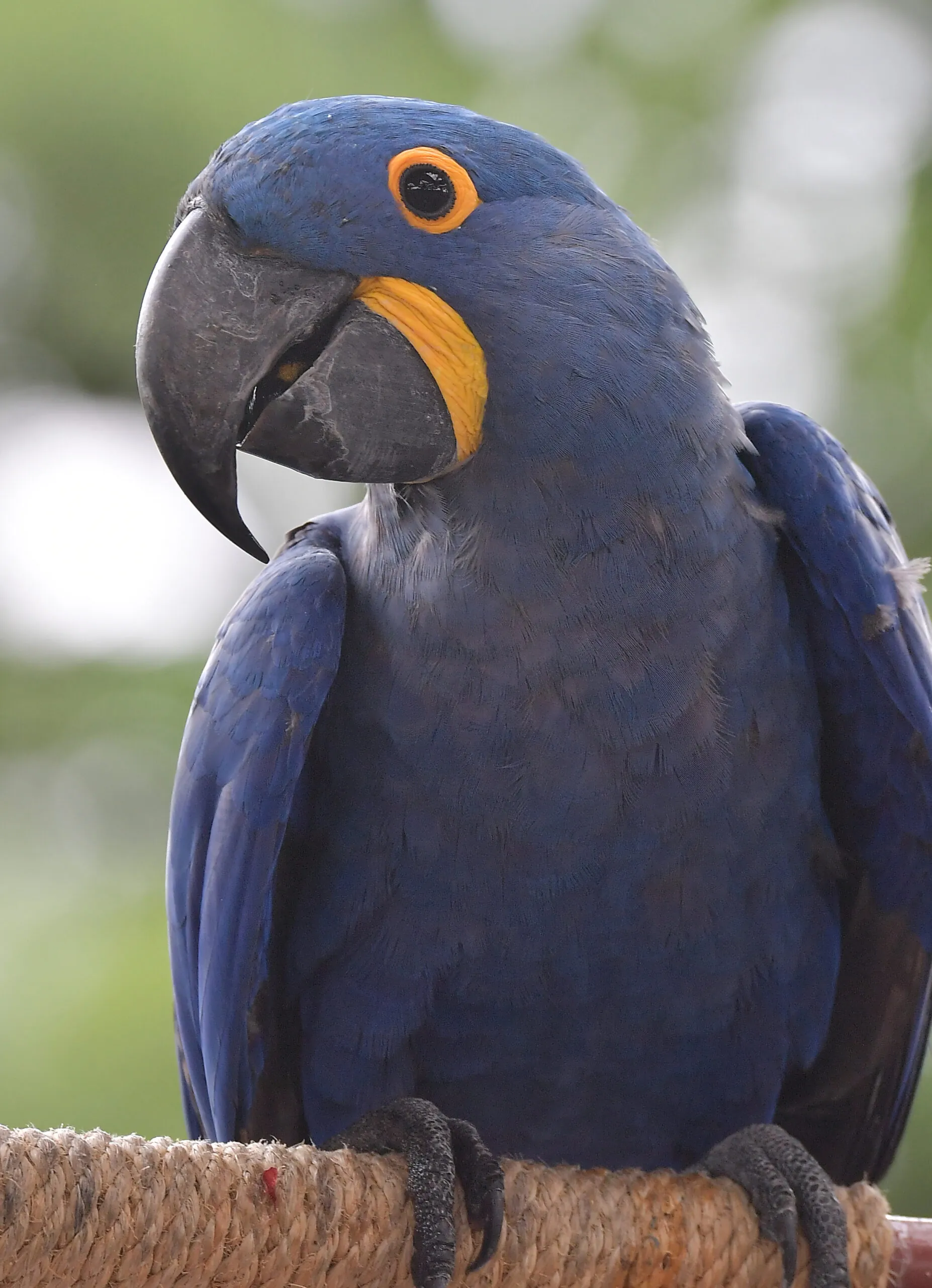 Hyacinth macaw
