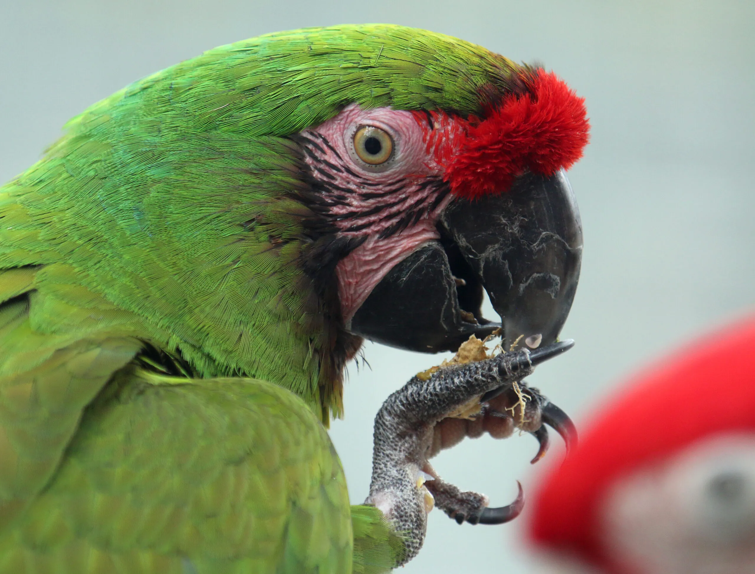 Military macaw