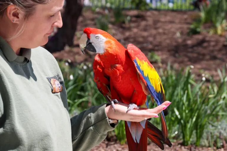 scarlet macaw with animal keeper