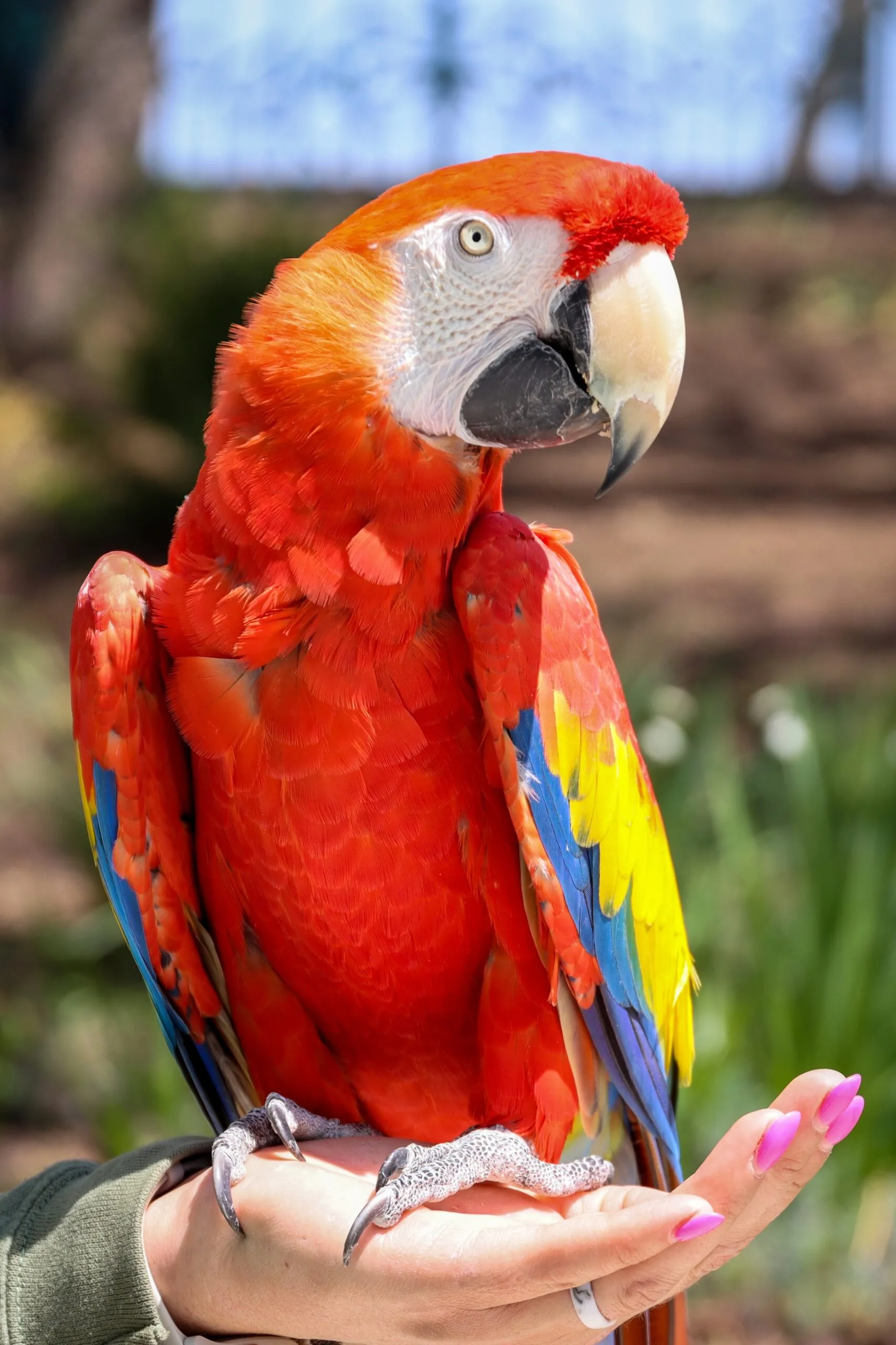 scarlet macaw perched on hand