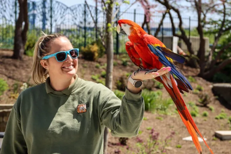 Zoo staff member holds a scarlett macaw named Ruby. Ruby is perched on the woman's hand while they stand outside on a bright, spring day.