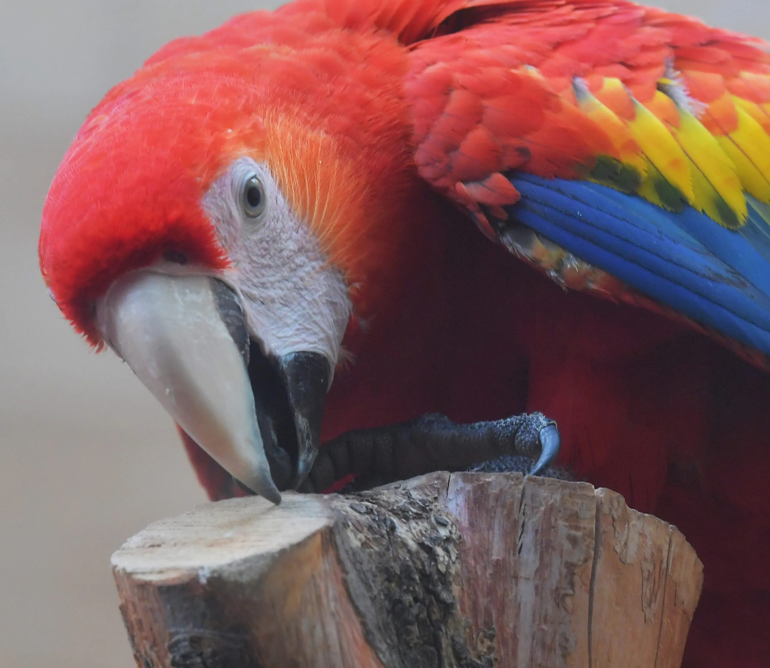 Scarlet macaw