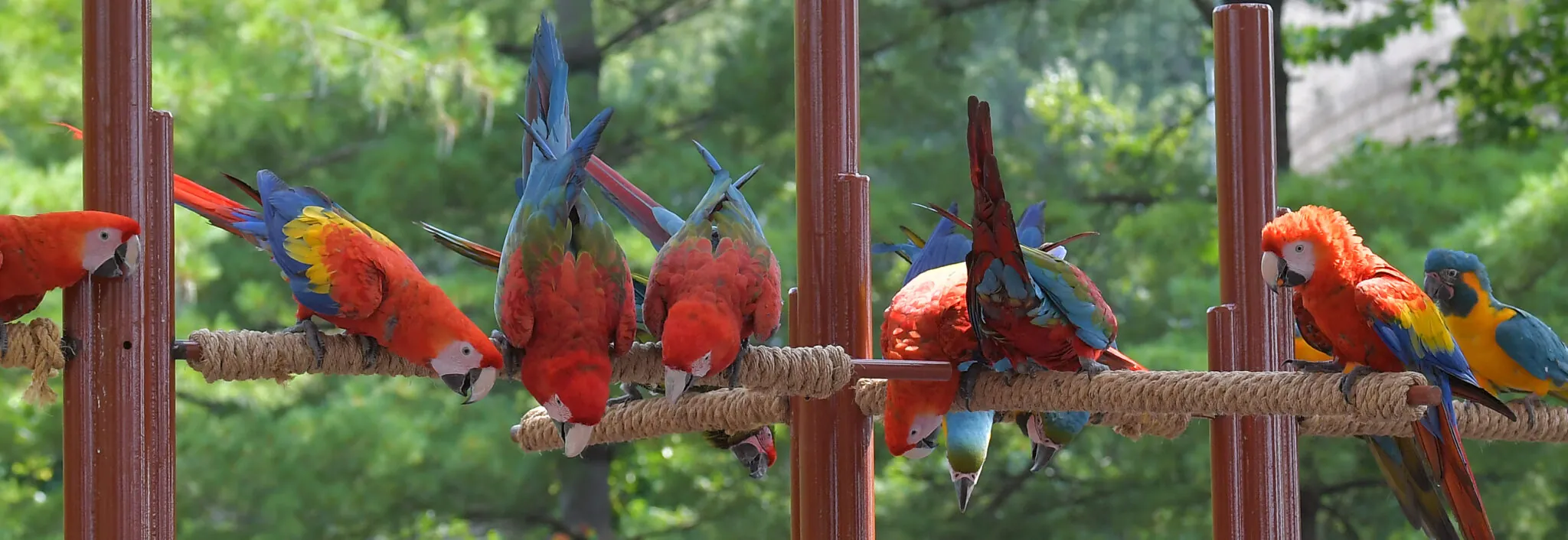 Macaws feeding from a perch