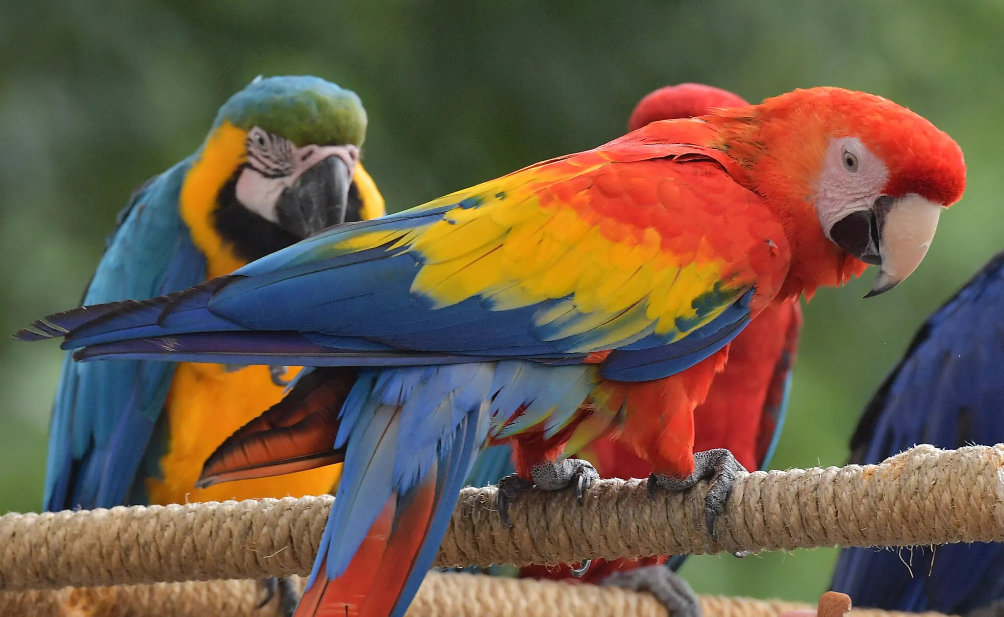 Macaws on a perch