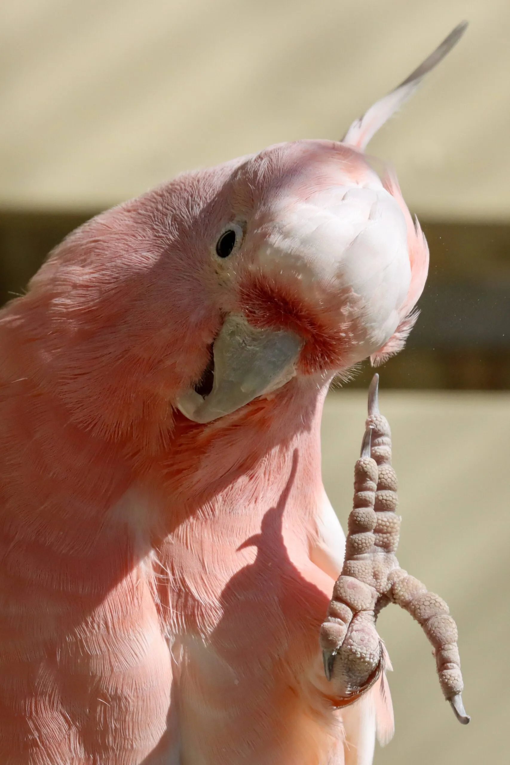 contact us cockatoo