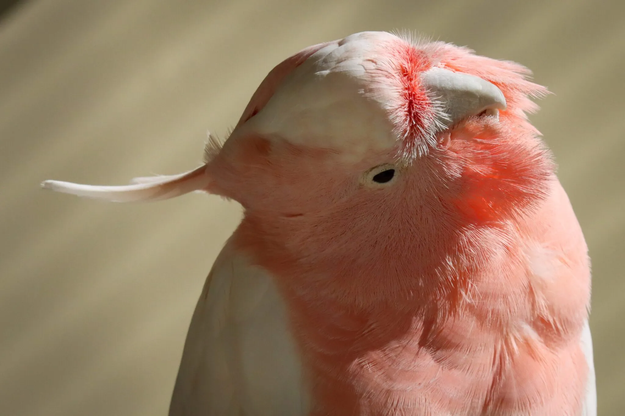 Major Mitchell's cockatoo tilts head to the side while looking at camera.