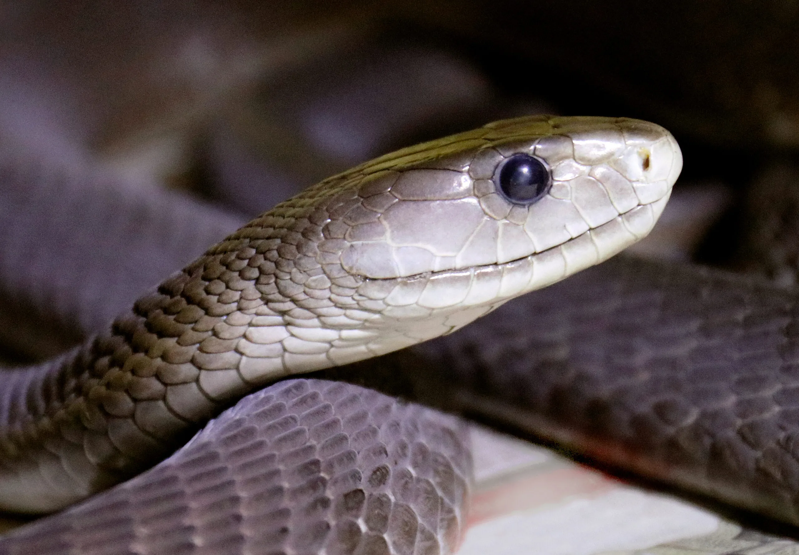 Black mamba head