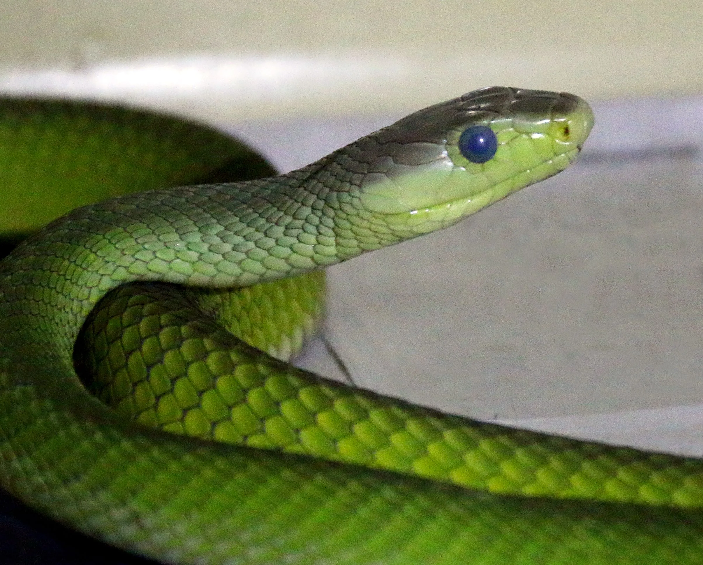 Green mamba