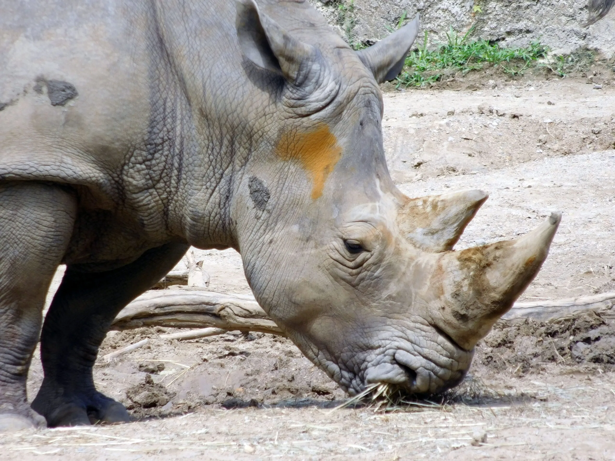 Mambo the white rhino sniffing for food
