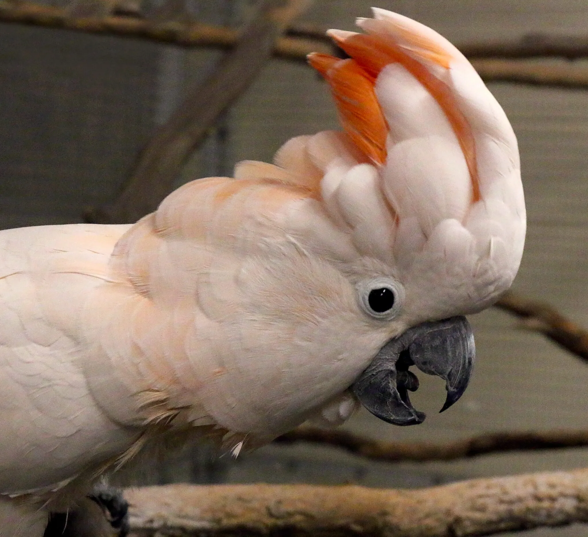 Salmon-crested cockatoo with erect head crest