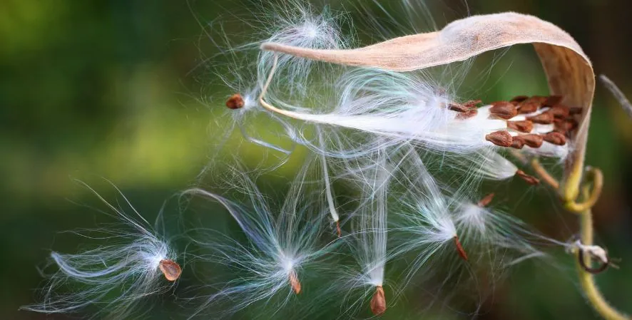 Native Gardening