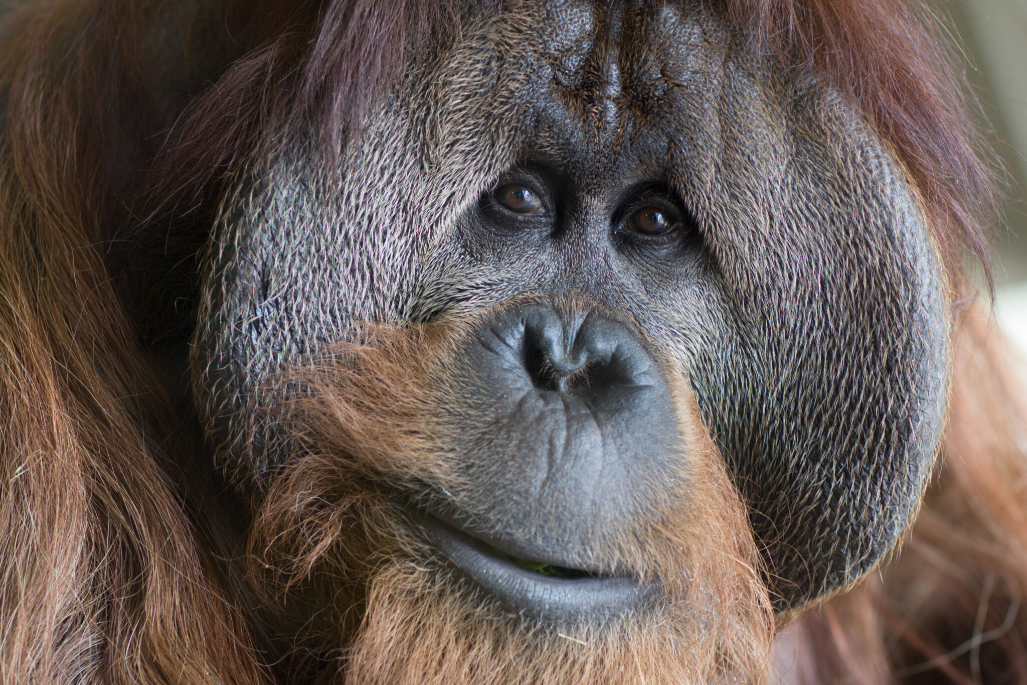 orangutan Azy at the Indy Zoo