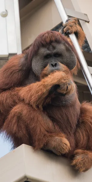 Male orangutan on tower