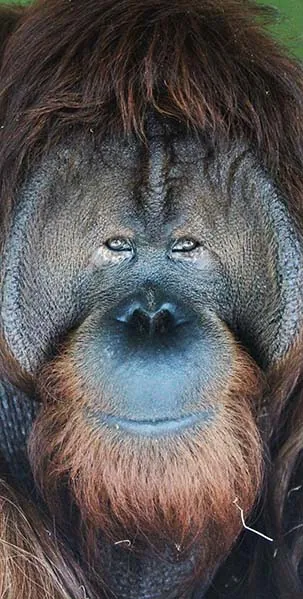 Male orangutan face