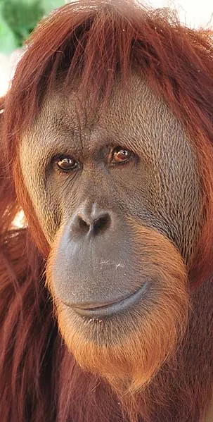 Female orangutan face