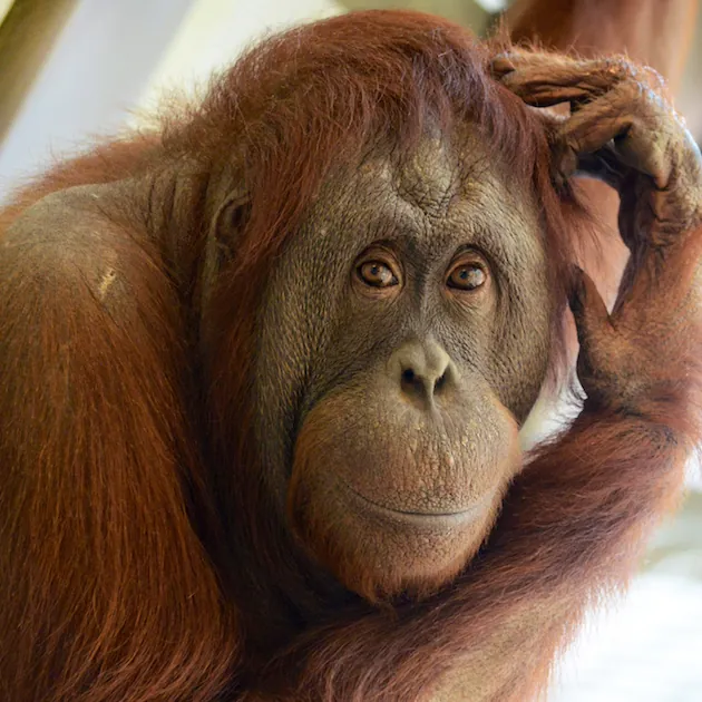 Female orangutan face