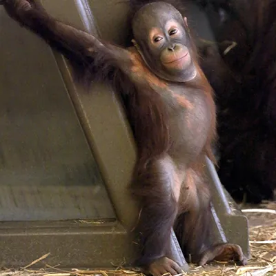 Baby male orangutan standing