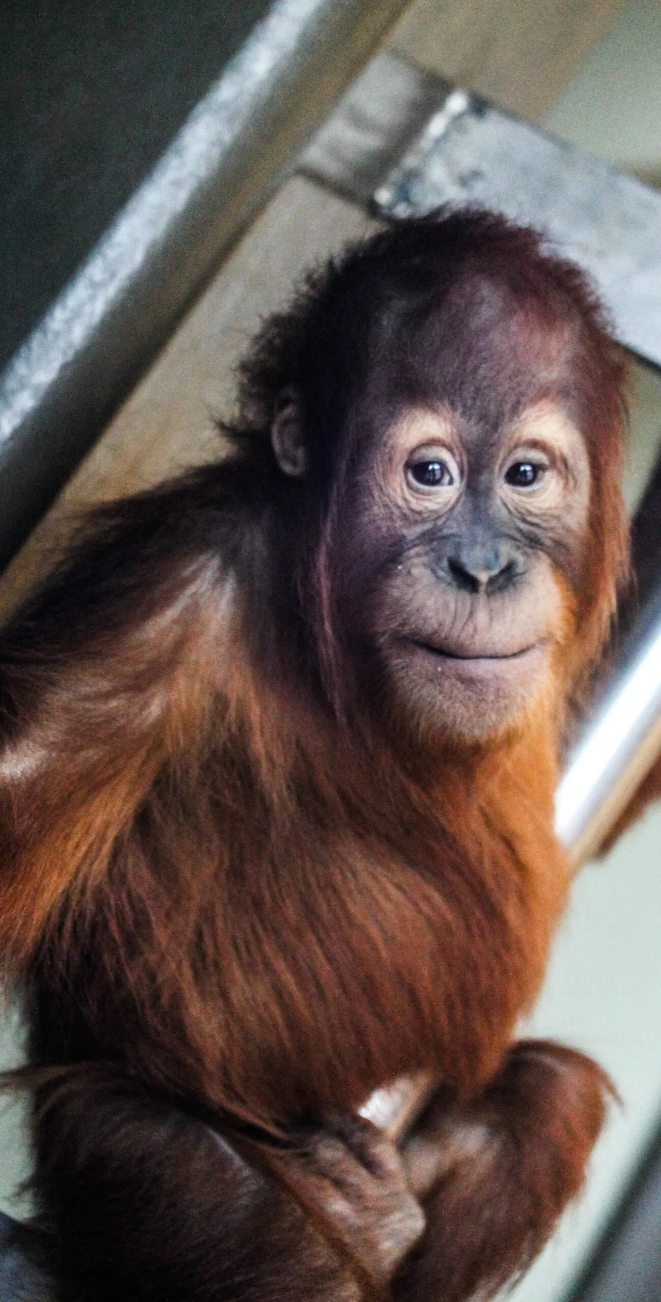 Female orangutan face