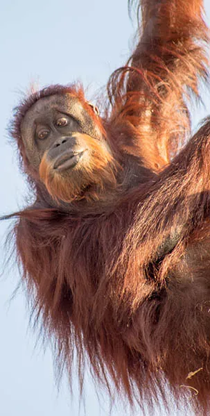 Female orangutan climbing