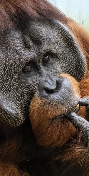 Male orangutan face