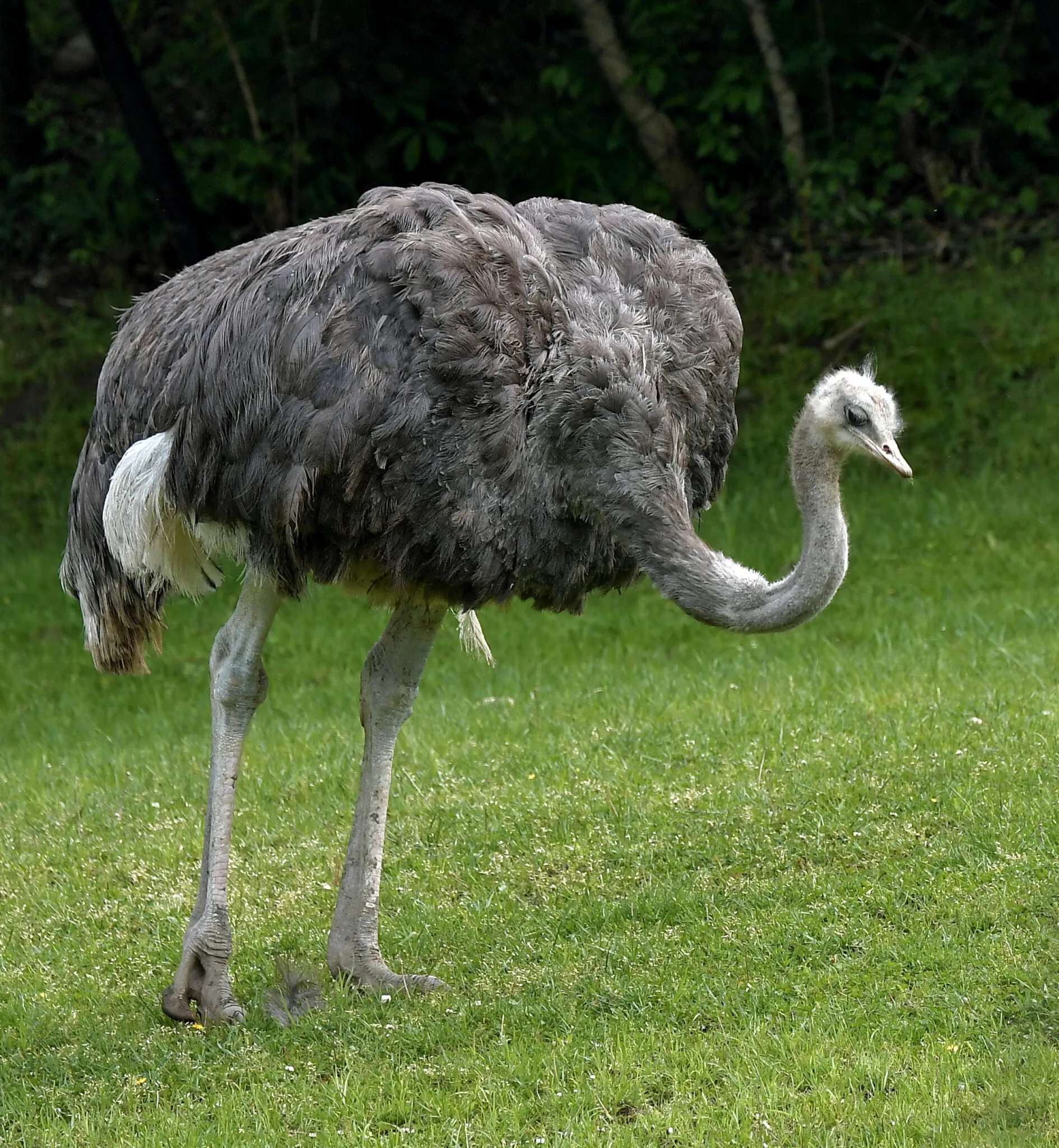 Ostrich