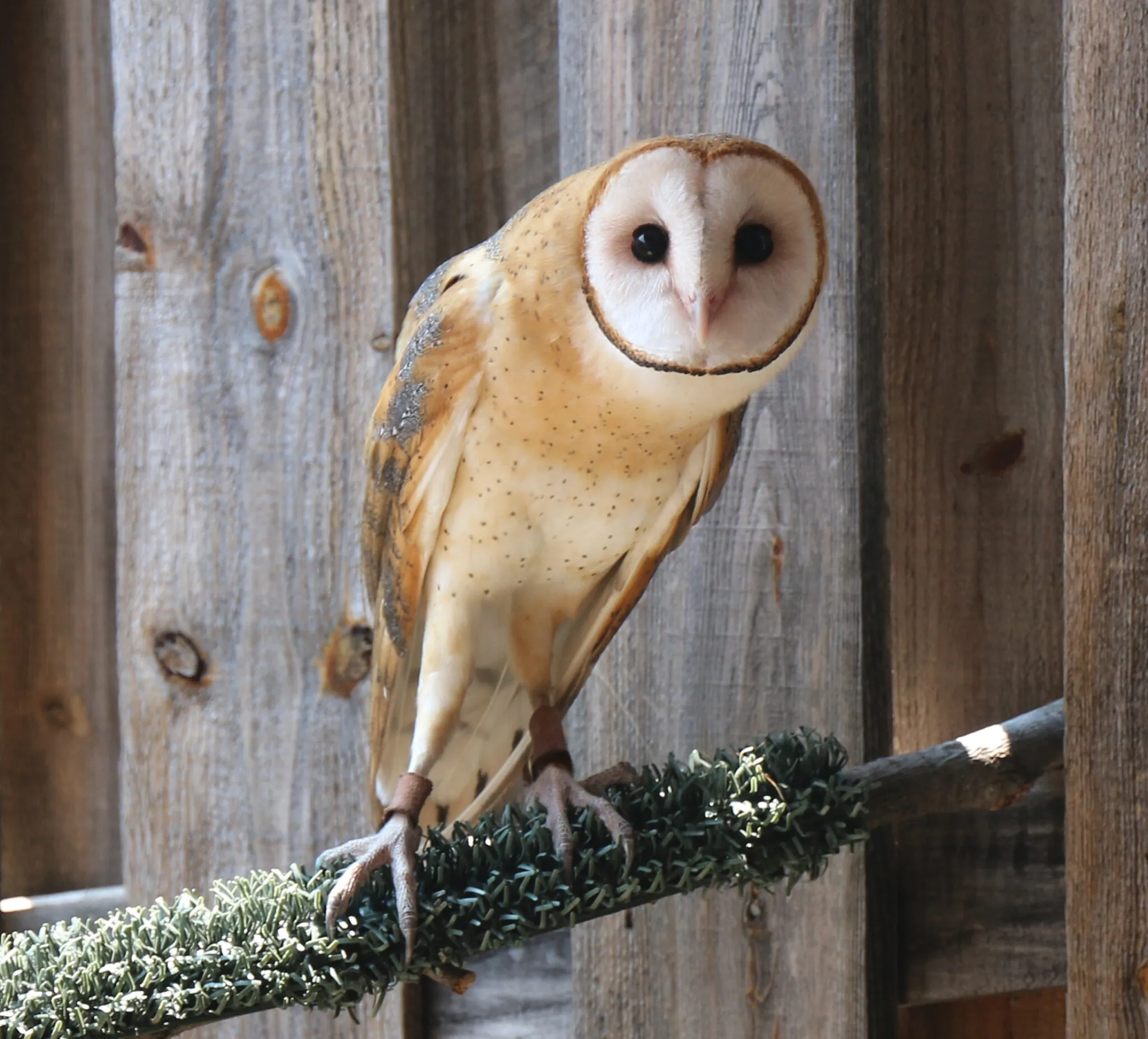 Barn owl on perch