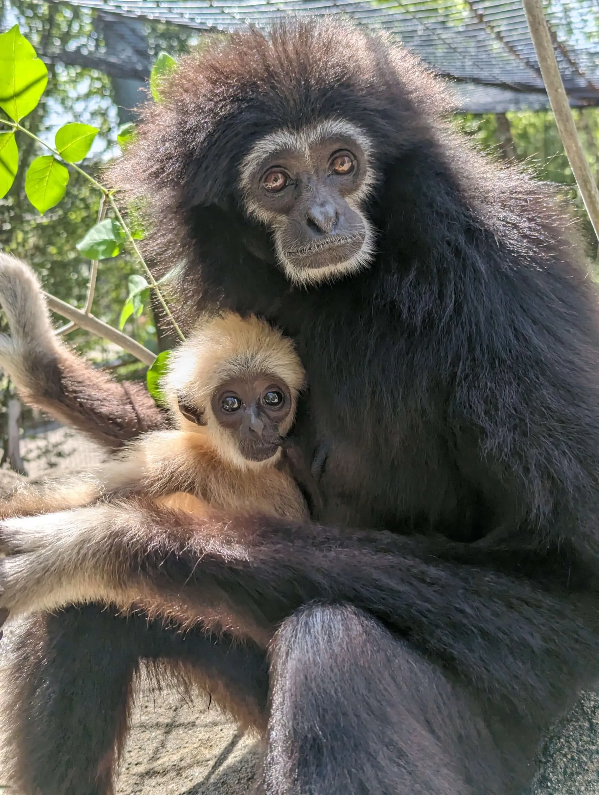 Baby Gibbon sitting on mother's lap Indy Zoo