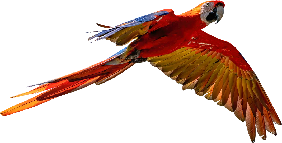 scarlet macaw flying