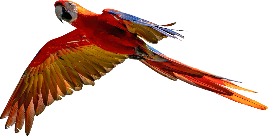 scarlet macaw flying