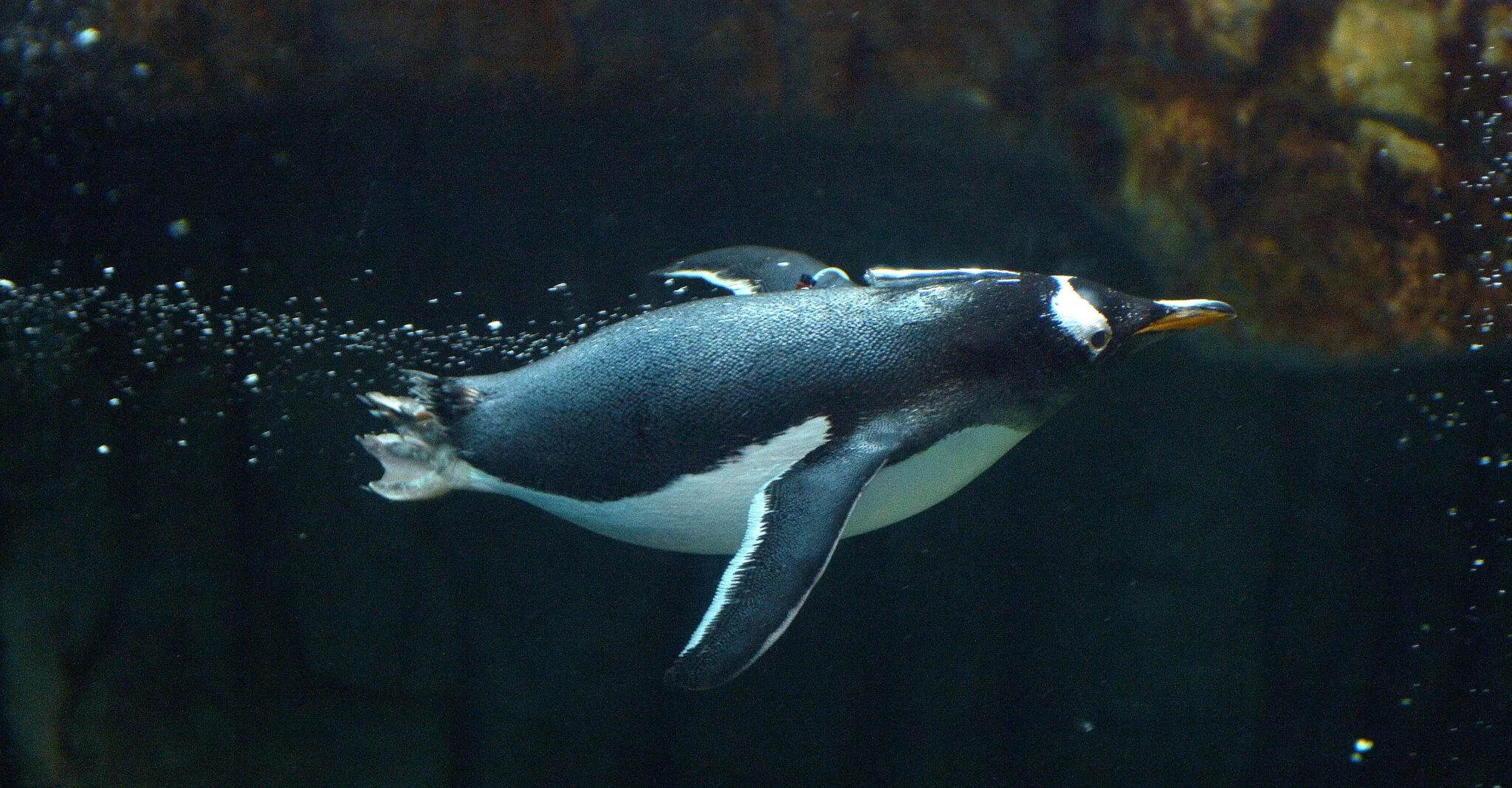 Penguin swimming