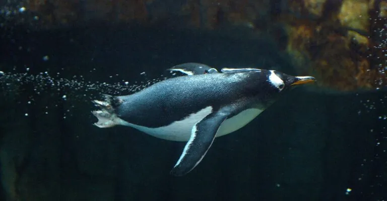 Penguin swimming