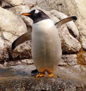 Penguin Adventure