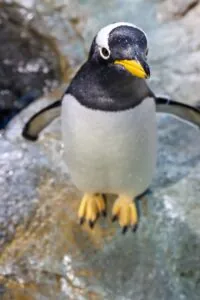 Adopt an Animal Amigo