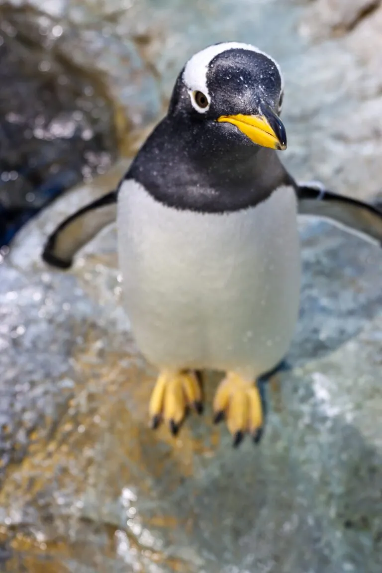 penguin